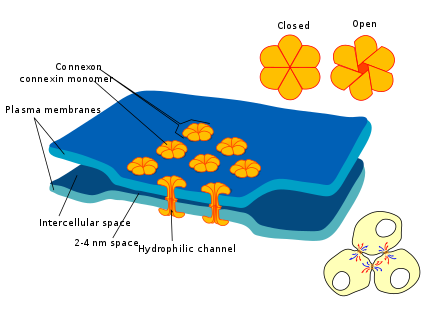 Schéma synapse electrique