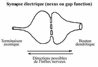 Synapse électrique et chimique schema