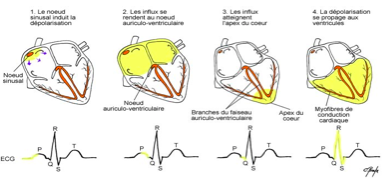 Schéma éléctrique du coeur