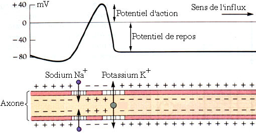 Schéma électrique membrane