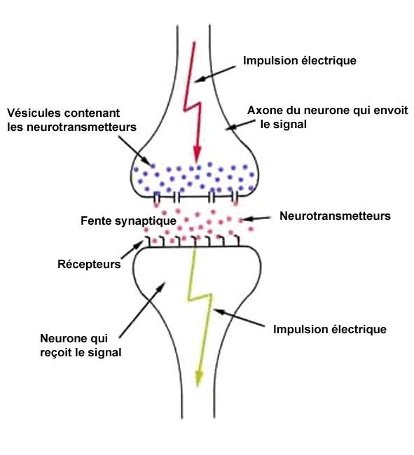 Schéma synapse electrique