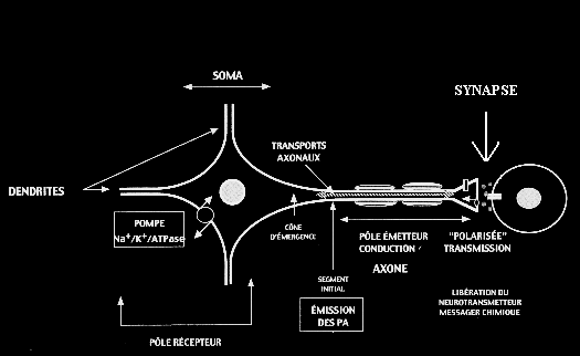 Synapse électrique et chimique schema