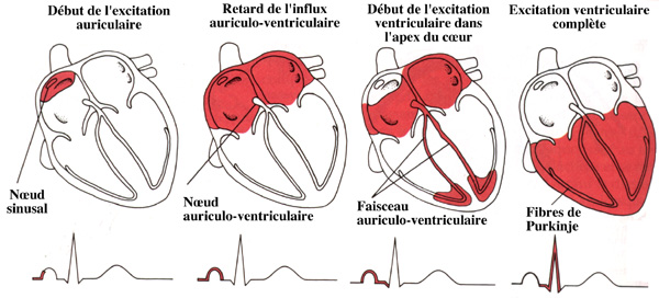 Schéma coeur électrique