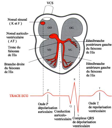 Schema reseau electrique coeur