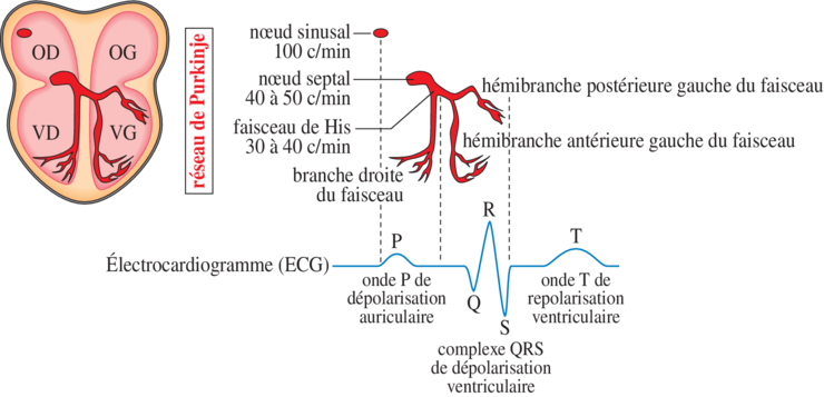 Schéma electrique du coeur